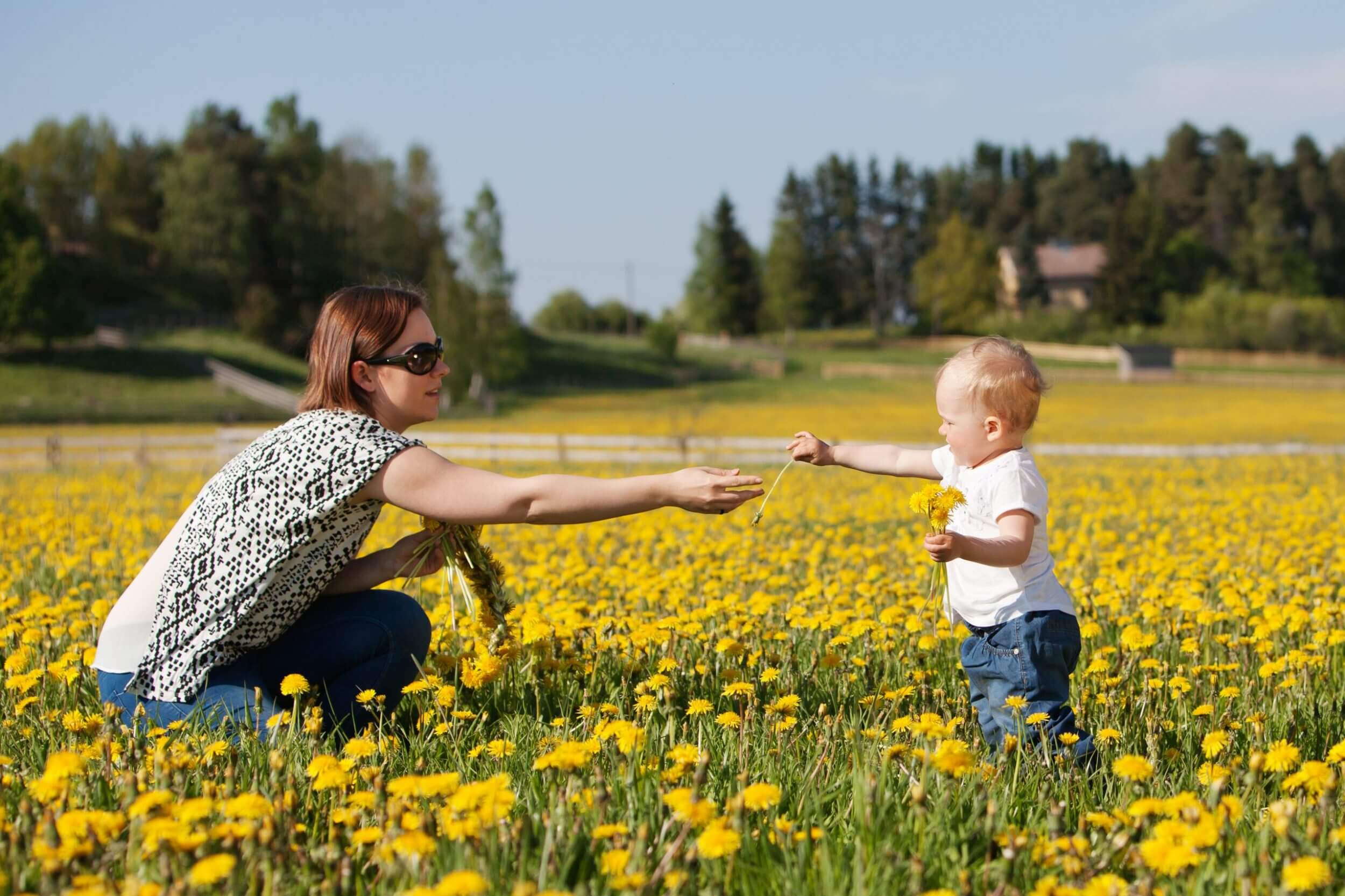 Vanhempi ja lapsi voikukka pellolla. Lapsi ojentaa voi kukkaa vanhemmalle.